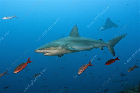 Galapagos shark - Stock Image - C046/9306 - Science Photo Library