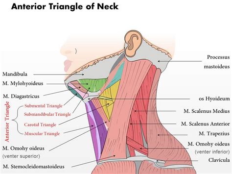 Anterior Neck Anatomy