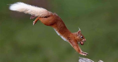 Jumping Squirrel | Mammals, Animals, Cute animals