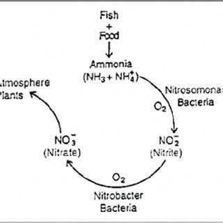 Nitrification process. | Download Scientific Diagram