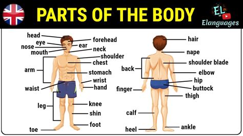 Human Body Parts Name With Picture In English