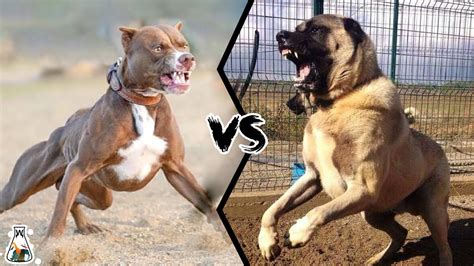 Kangal Dog Fight Youtube