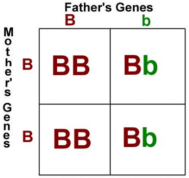 Punnett Squares Review - Lessons - Blendspace