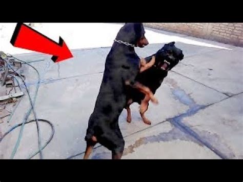 Rottweiler attack Doberman 😱😱😱|| Doberman vs Rottweiler || Real Fight ...