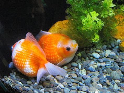 Pearlscale Goldfish | Animal World