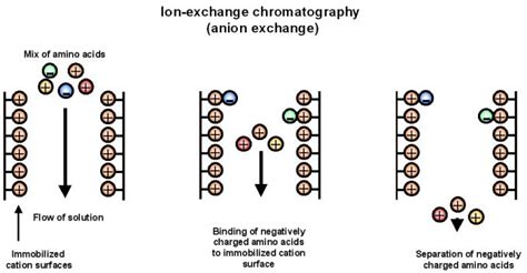 Basic Principle of Ion Exchange Chromatography