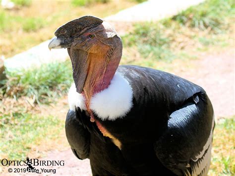 Colca Canyon - Optics4Birding Nature Blog