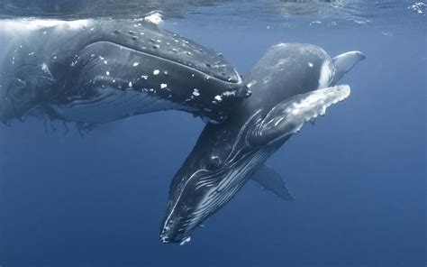 🔥 [140+] Free Whale Wallpapers for Desktop | WallpaperSafari