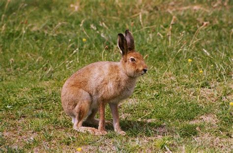 Irish Hare Threatened by Invasion - Conservation Articles & Blogs - CJ