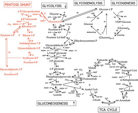 PENTOSE PHOSPHATE PATHWAY