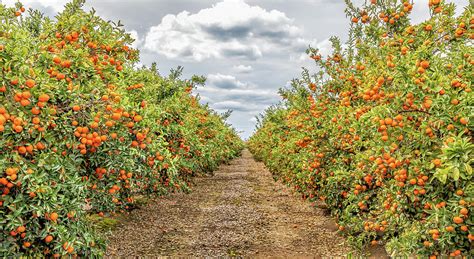 Citrus Orchard Photograph by Elvira Peretsman