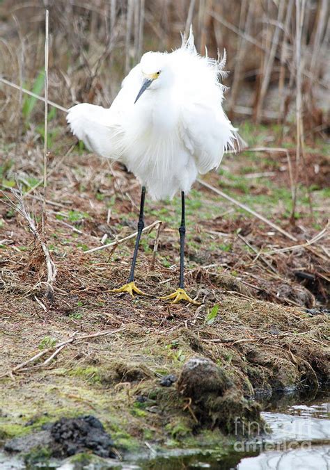 Ruffled Feathers-Snowy Egret Photograph by Matthew Karns