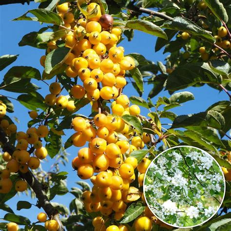 Malus 'Yellow Siberian' | Crab Apple Tree | Free UK Delivery Over £50