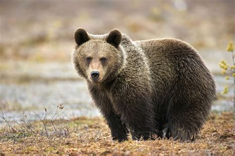 Bear Facts: How Much Do You Really Know About Bears?