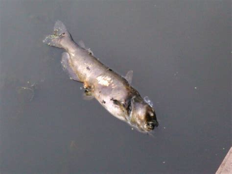 Fish Dying In Verona Park Lake - MyVeronaNJ