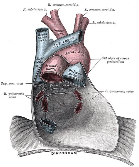 Pericardial sinus - Wikipedia