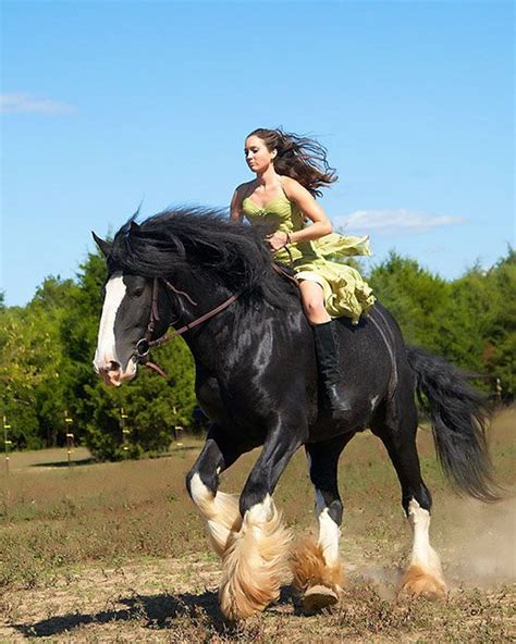 Pin by Laura Strange on Laughable things | Clydesdale horses, Horses ...