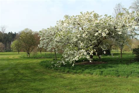 Prunus serrulata 'Shirotae' | Prunus serrulata 'Shirotae' - Pepinierele ...