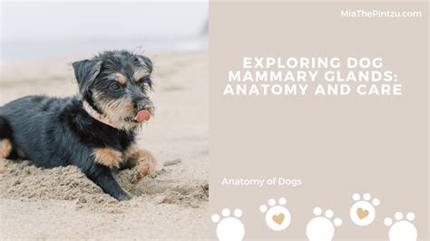 Understanding Dog Anatomy: Exploring Mammary Glands in Dogs