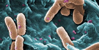 Yersinia pseudotuberculosis infection - microbewiki