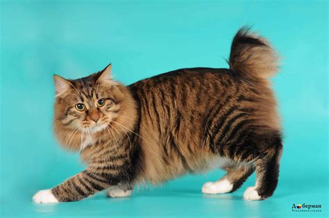 American Bobtail cat breed wallpapers and images - wallpapers, pictures ...