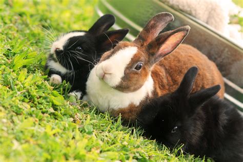 Momma and her babies :) | Rabbit, Animals, Bunny rabbit