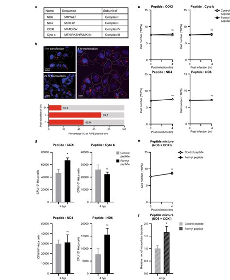 Transfection of synthetic N-formyl peptides affects cellular ...