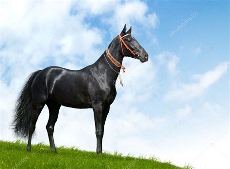 Black akhal-teke stallion — Stock Photo © tristana #1259067