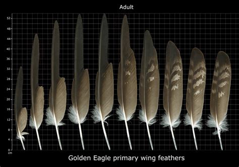 Eagle Feather Identification