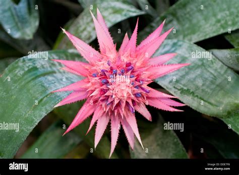 Pink bromeliad flower Stock Photo - Alamy