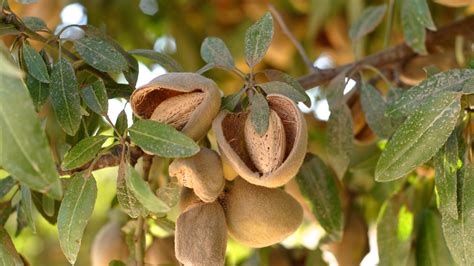 Breeding Self-Fruitful Almond Varieties - AG INFORMATION NETWORK OF THE ...