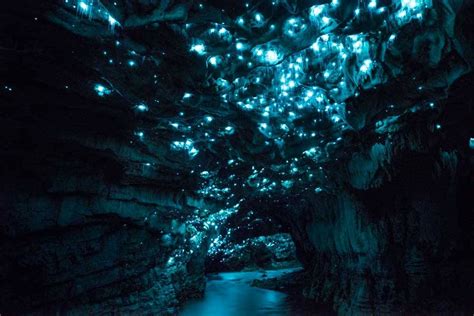 Waitomo Glowworm Caves in New Zealand 2024-2025 - Rove.me