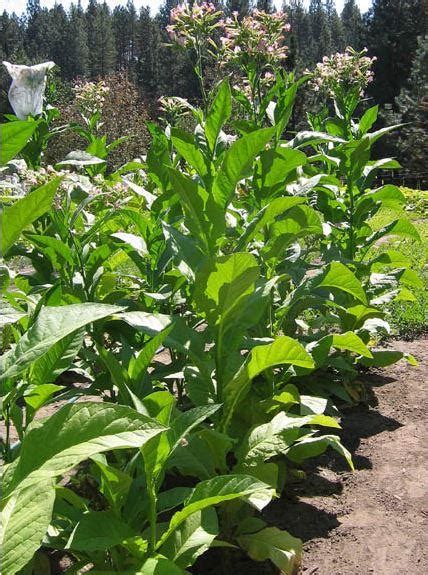 Virginia Brightleaf Tobacco Seeds - Huge selection! Many different ...