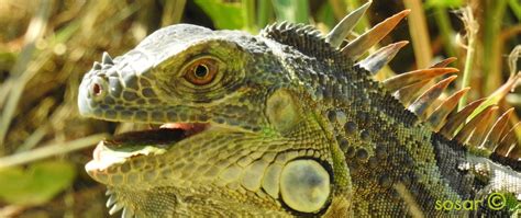 Biodiversidad del Parque Las Riberas, Culiacán, Sinaloa · iNaturalist ...