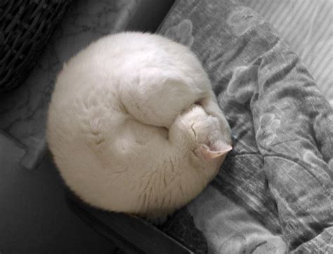 Cute Cat Monday: A Symphony of Round