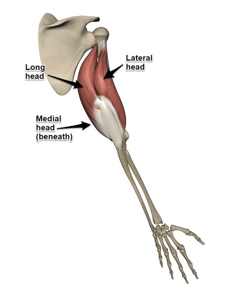 Tricep Muscle Anatomy - Anatomical Charts & Posters