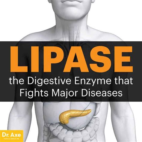 Lipase: the Digestive Enzyme that Fights Major Diseases - Dr. Axe