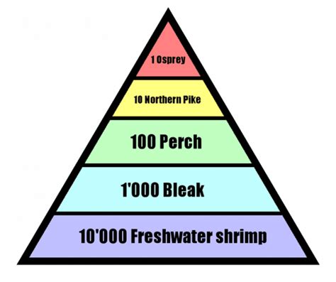 Temperate Deciduous Forest Energy Pyramid