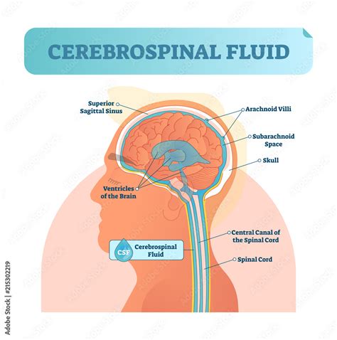 Cerebrospinal fluid vector illustration. Anatomical labeled diagram ...