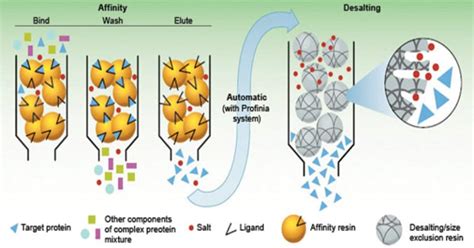 Affinity Chromatography- Definition, Principle, Parts, Steps, Uses