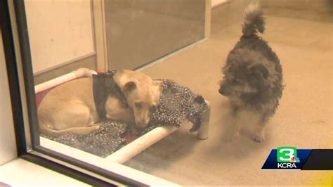 Sacramento County animal shelter is overflowing with dogs