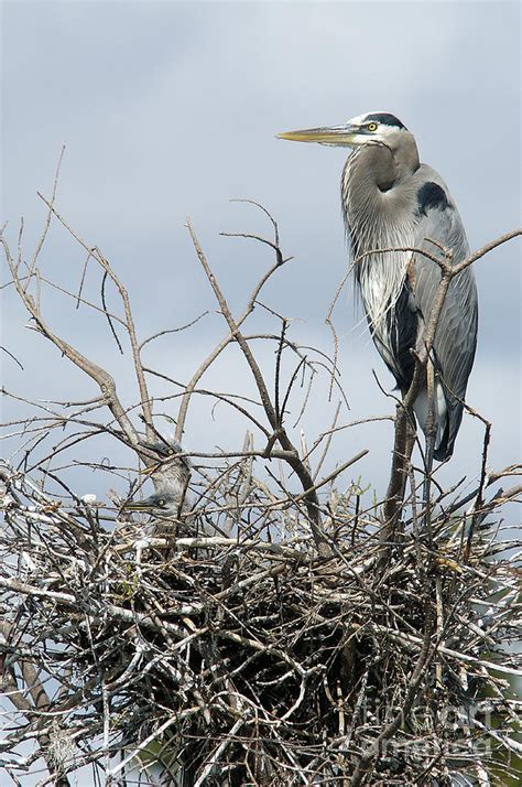 Great Blue Heron Nest with New Chicks Photograph by Jane Axman - Pixels