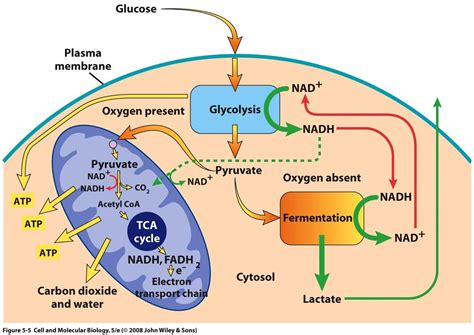 biochemistry - How does the body switch between aerobic and anaerobic ...