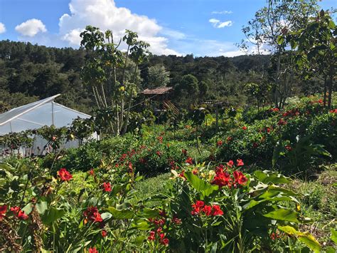 "Paisa" Flower Farm - The Andes Adventure