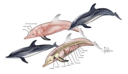 Evolution of Dolphins - microbewiki