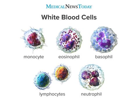 Types of White Blood Cells Drawing - Solomon Godiever