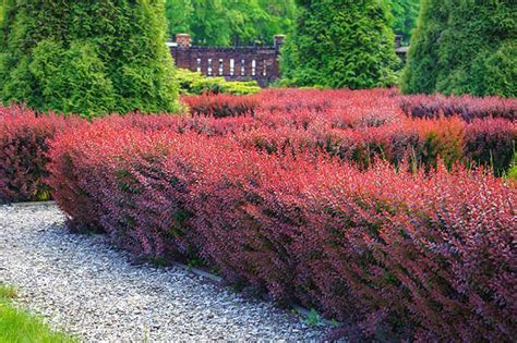 Best Berberis Japanese Barberry Shrubs for Sale UK - Paramount Plants