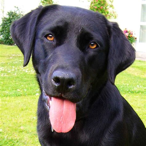 Black Labrador Retriever Pictures | PETSIDI