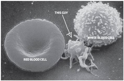 What are platelets and why do we need them? - We Are Blood