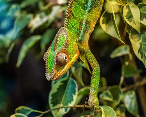 Chameleon Facts for Kids | How Do Chameleons Change Color?